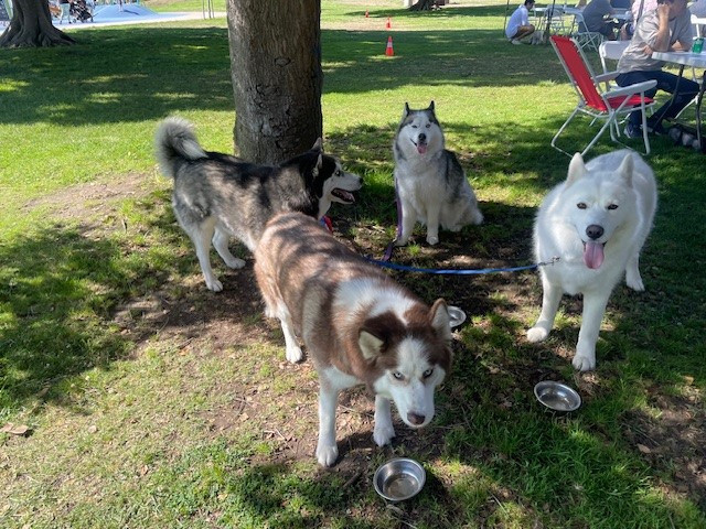 Annual Summer Family Picnic-San Diego Mission Bay-Pets are welcome!