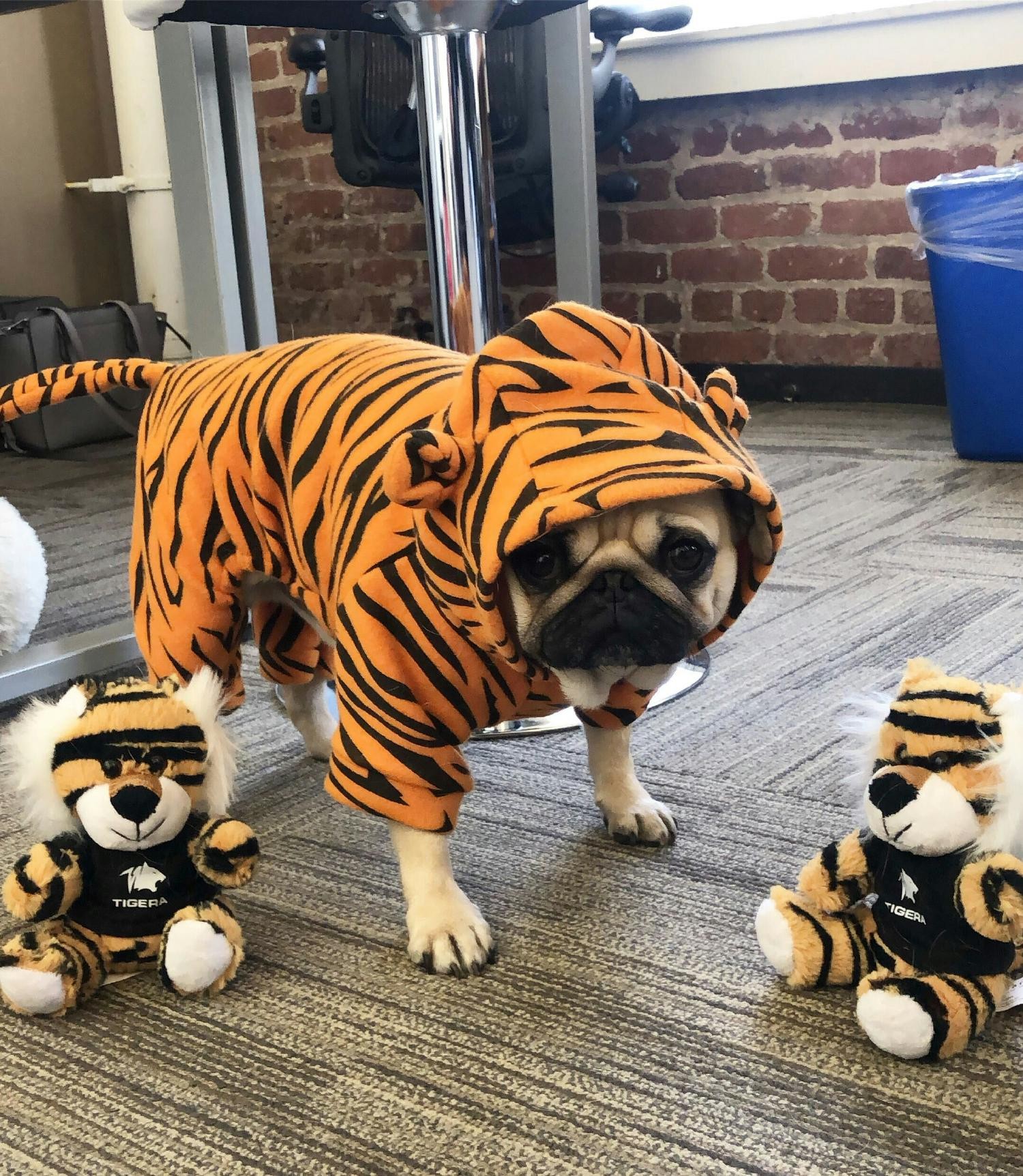 Hamlet, the Tigera mascot!