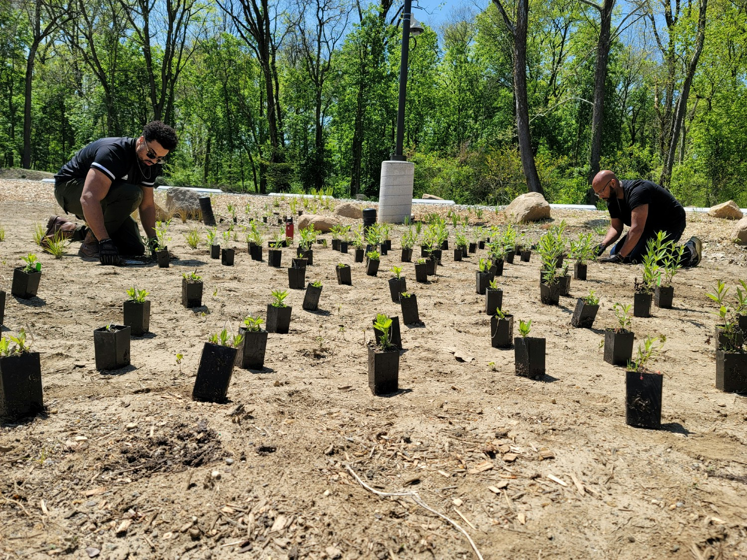 Our team planted a wide variety of invasive plants in honor of Earth Day.