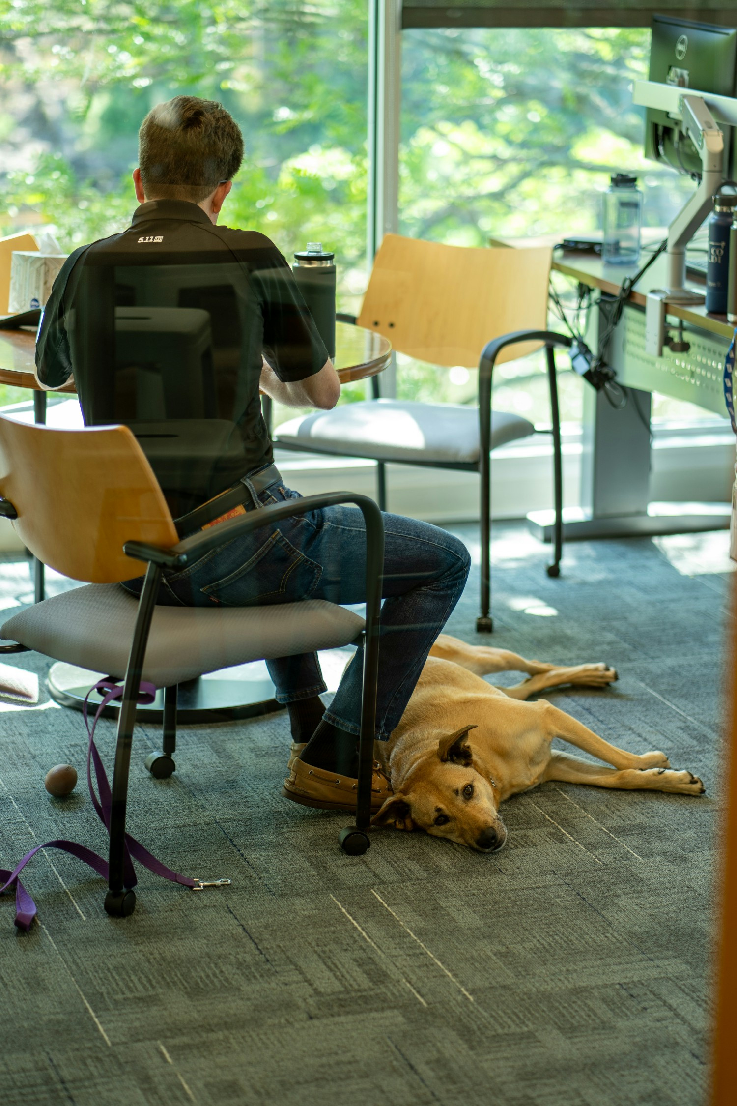We have a dog friendly workplace 
