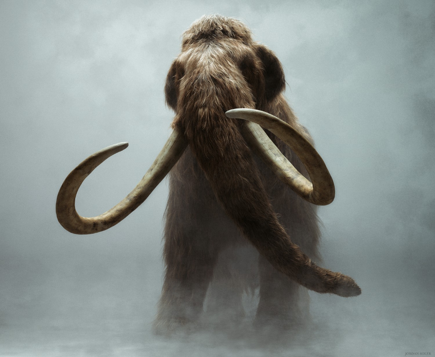The Woolly Mammoth will thunder upon the tundra once again.