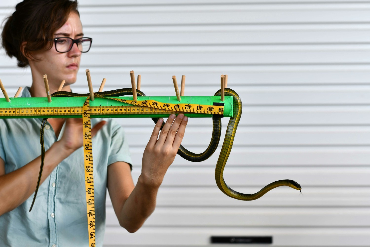 Strategy Director Mal Graham measuring a snake.