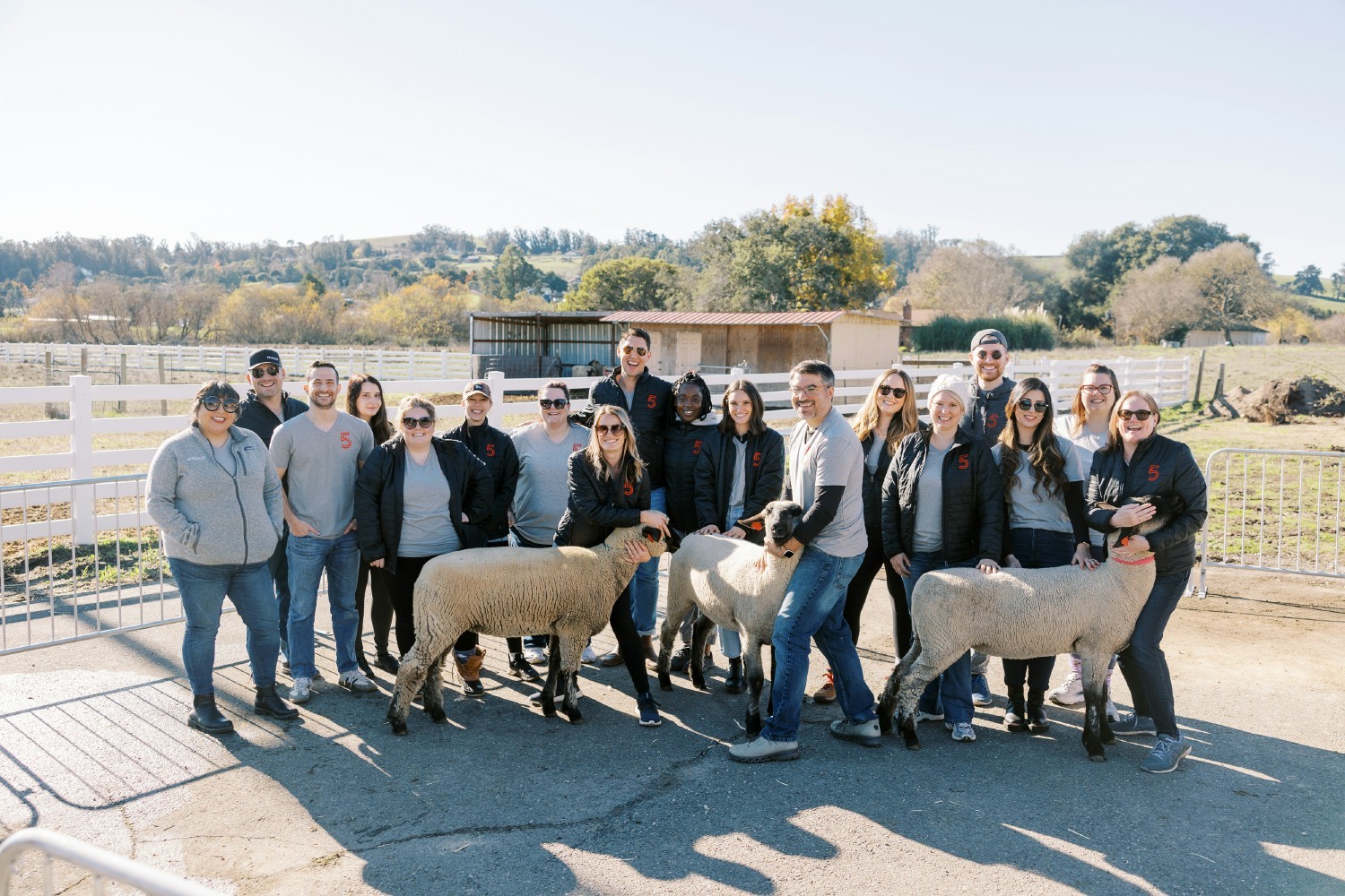 Studio 5 engaged in their iconic sheep immersion leadership development experience in San Francisco.