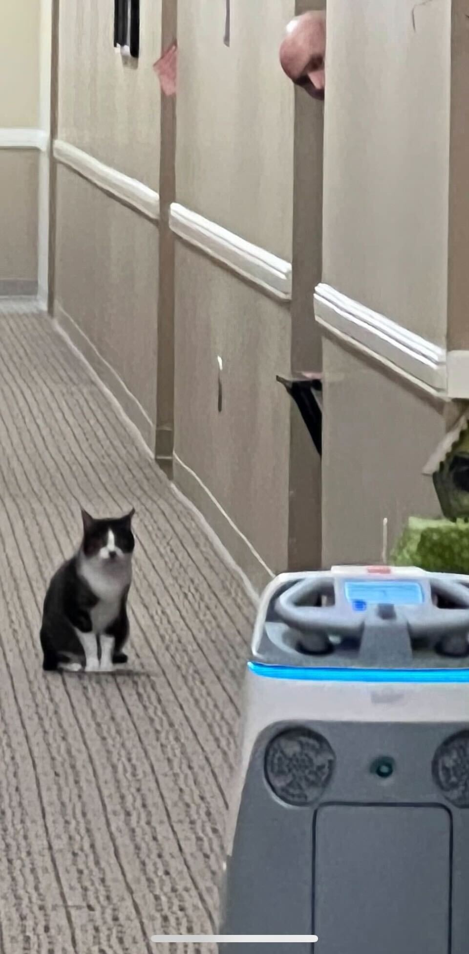Cat meets Whiz for the first time!