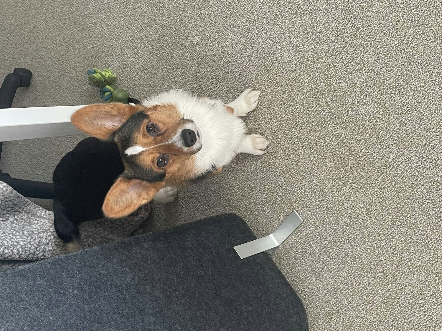 Employees often bring their pets to the office