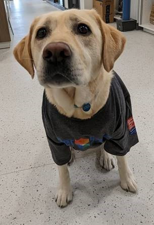 Winnie, the work dog is a cherished part of the team. Winnie's official role is director of employee happiness. 
