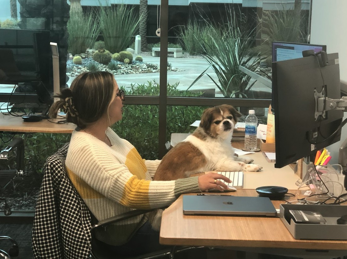 MindWire’s fur-friendly policies make this a truly fetching workplace.