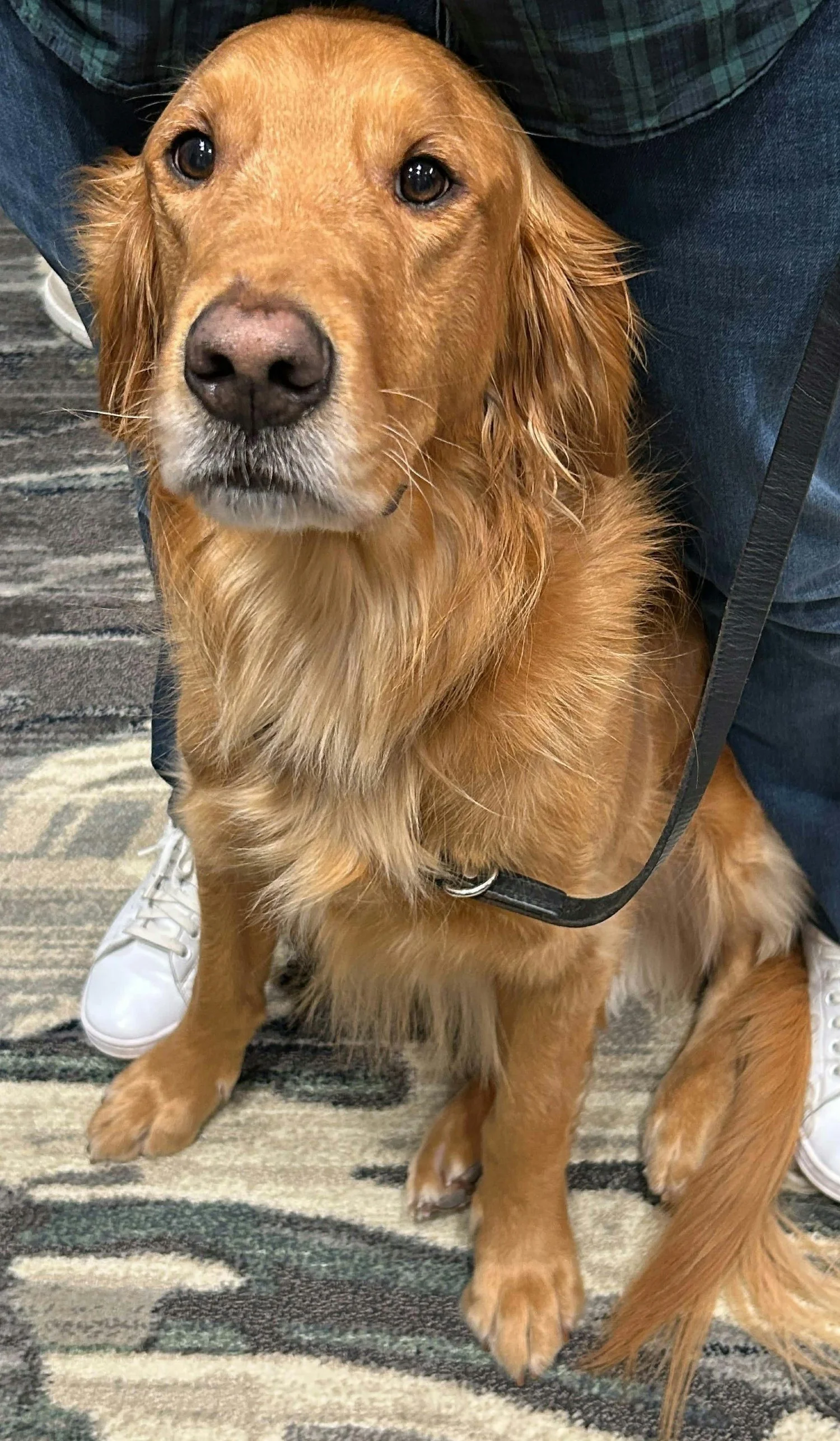 Brisket reporting for duty. Chief Cuddle Officer of LifeLoopalooza!
