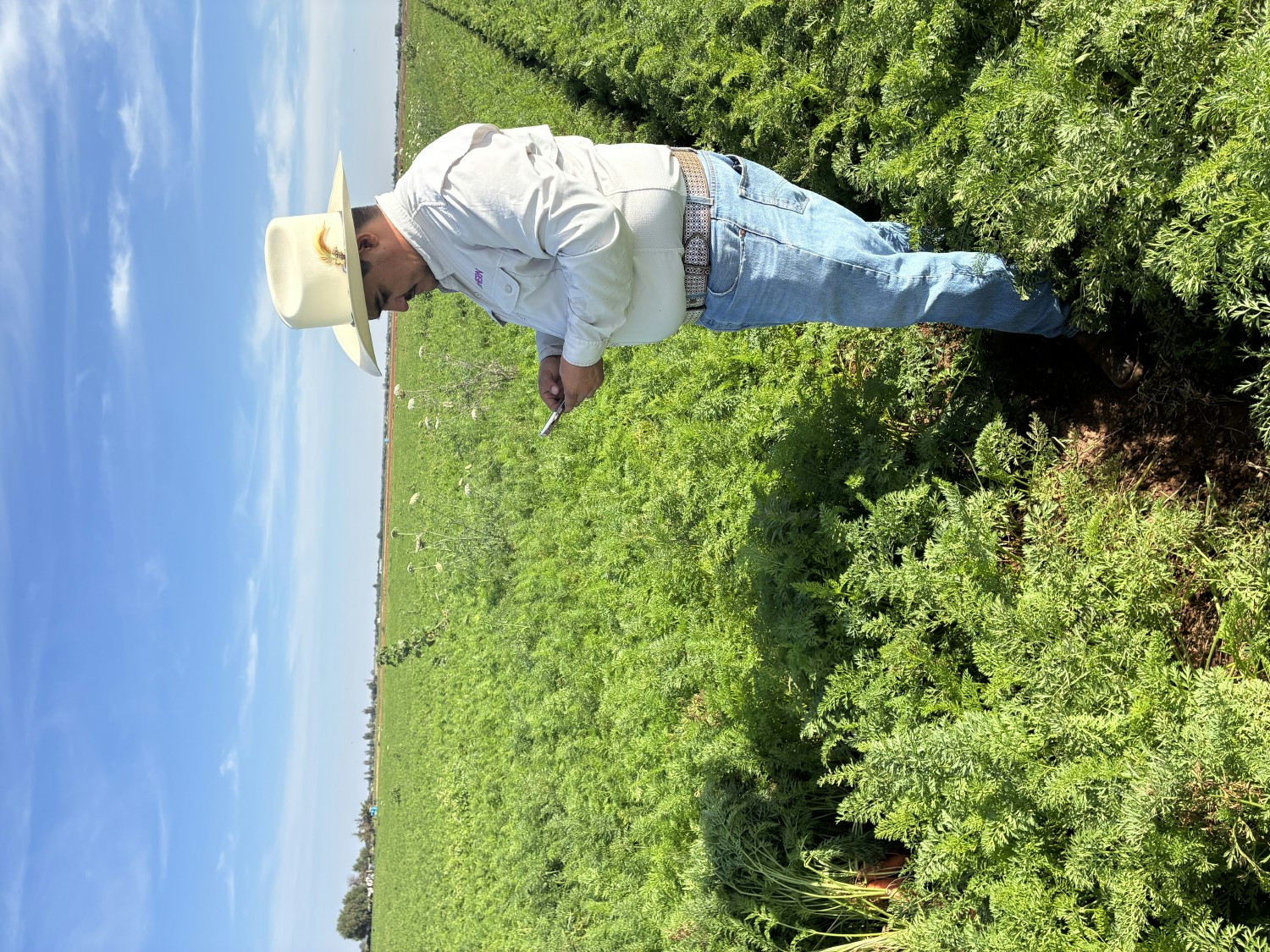 Ahern Product Development team member evaluating crops and supporting innovation directly in the field.