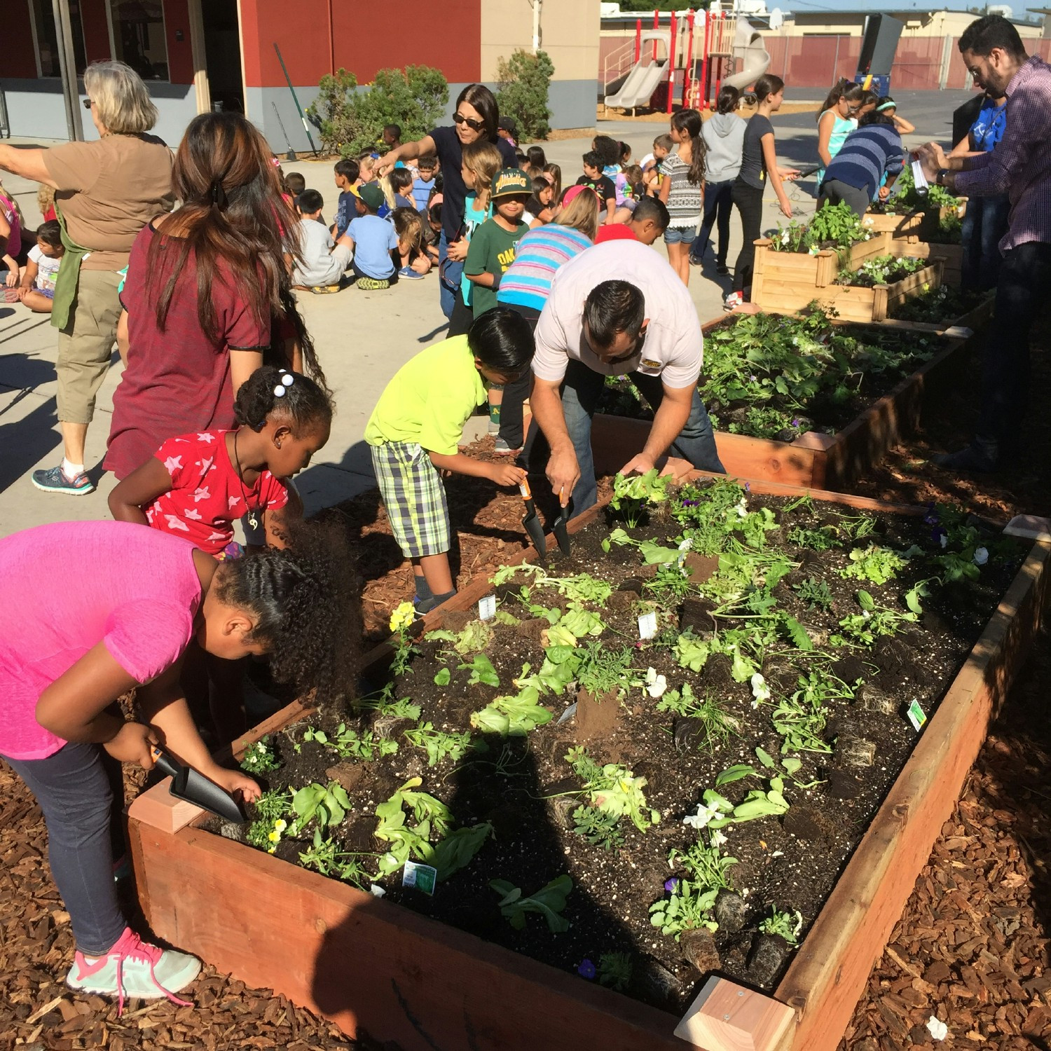 Volunteer School Garden