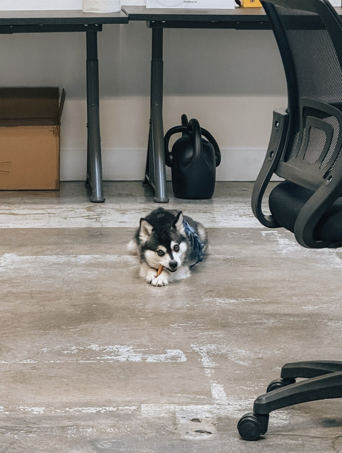 Introducing our newest team member, Hoji 