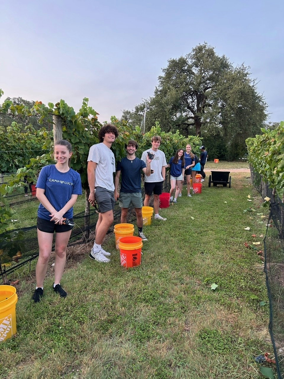 Grape picking with the team