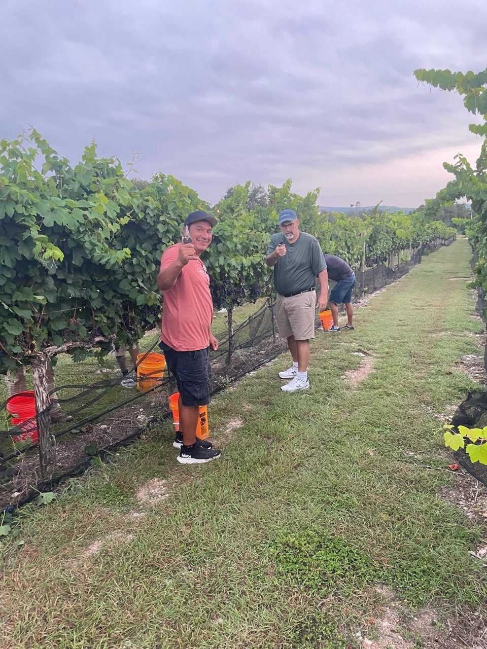 Grape Picking with the team
