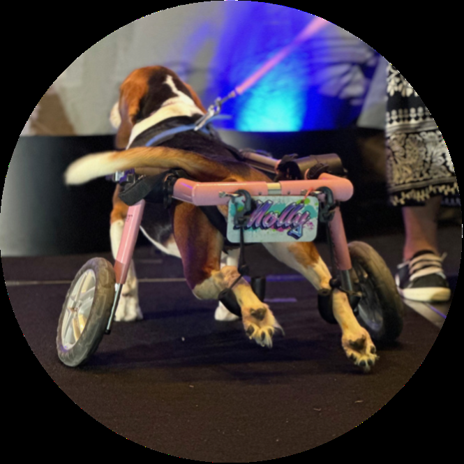 At a leadership meeting we built Doggy Wheel Chairs and donated $5K to help dogs who have issues walking.