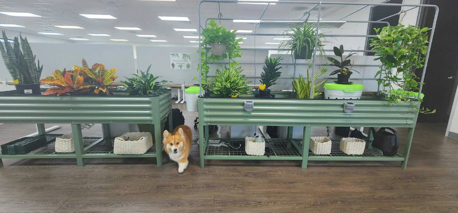 Dafu - the most dedicated Vego employee