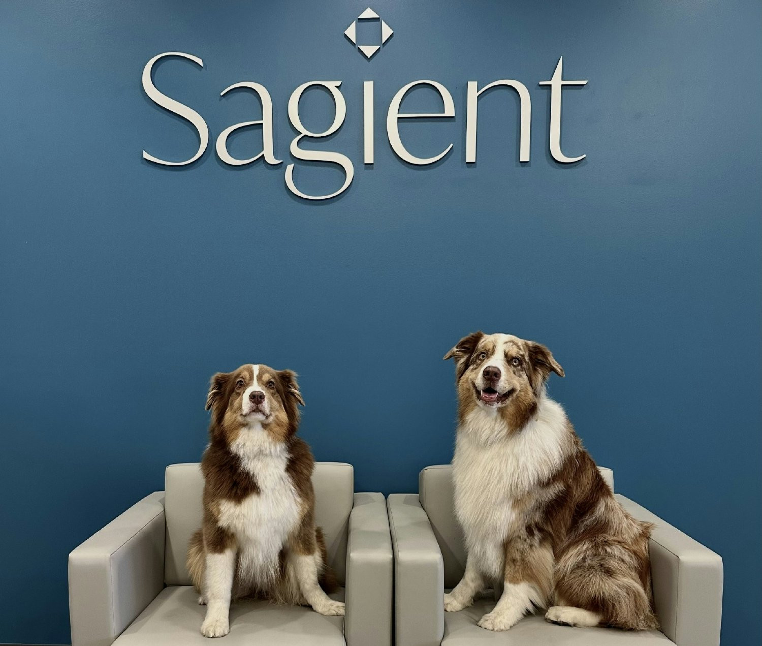 Dog-friendly office! Our greeting committee