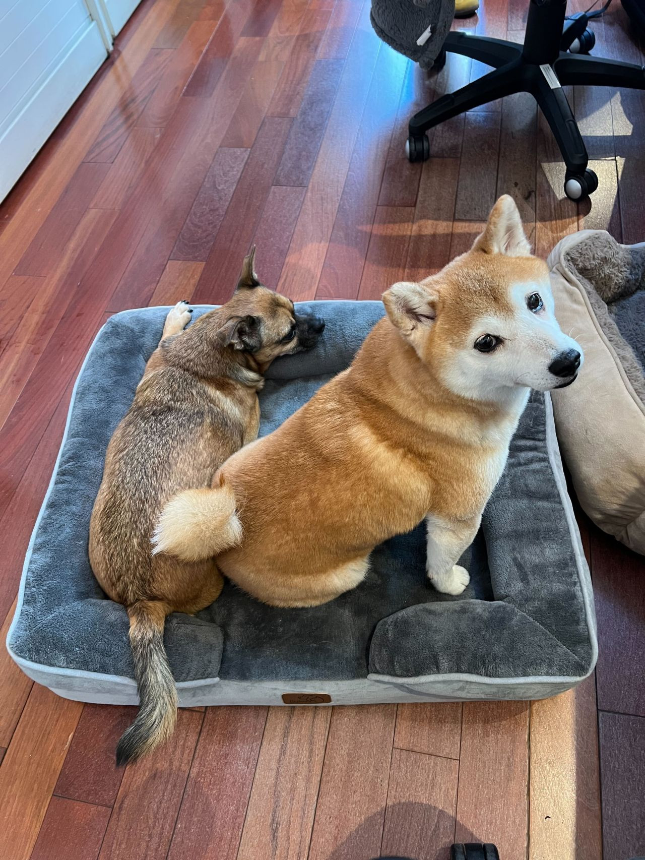 Two of our company dogs, Kobe and Bao